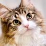 しろあん🐾でっかい北欧猫 profil fotoğrafı