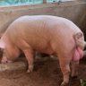 Фото профиля THE handsome pig farmer