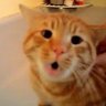 Dear Cat's profile picture