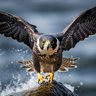 Profilbild von Falcon