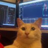 Profilbild von crypto