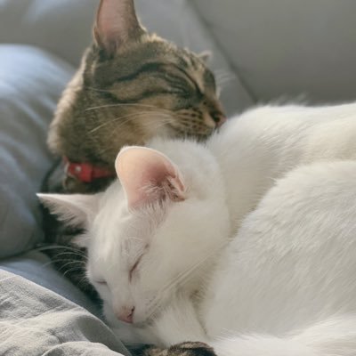 쯔랑 후야랑🐾's profile picture