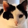 Janice@WittyKitty profil fotoğrafı