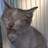 ペロ's profile picture