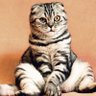 招き猫のラッキー profil fotoğrafı