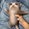 Profilbild von Steve Rogers