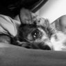 Profilbild von Vicious Chicken