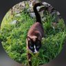 Luiz Rosa's profile picture