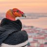Фото профиля Zamuro de Berlín