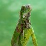budrington profil fotoğrafı