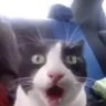 KUCING INDO's profile picture
