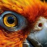 Profilbild von Bird Dad🐦🇵🇹🇺🇸