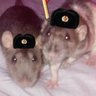 Rat Comrade 🏳️⚧️ 的头像