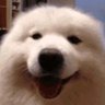 Woof profil fotoğrafı
