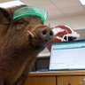 Hog Fan, CPA 的头像