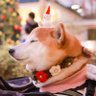 柴犬ロコ 的头像