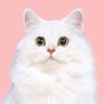 はかせ profil fotoğrafı