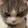 Profilbild von たこ