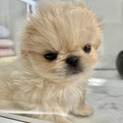 ペキニーズのわた坊's profile picture