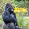 Monroe Smith II's profile picture