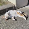 カフ子 profil fotoğrafı