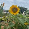 Фото профиля Nflrls 🌻
