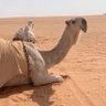 Profilbild von الـسبيعي
