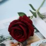 ليلى ⚘ 的头像