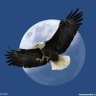 عمري عقاب profil fotoğrafı