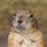 Profilbild von Phil