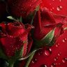 احمد عبدالعال 🌷 🌹Ahmed Abdul All profil fotoğrafı