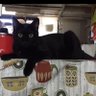 クウちゃん profil fotoğrafı