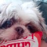 Profilbild von Shing