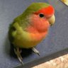 ãŸãŒ's profile picture