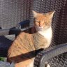 uzaylı's profile picture