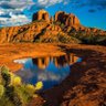 Save Arizona 的头像