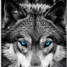 Gray wolf 的头像
