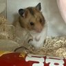 Фото профиля いんてる