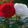 White_Red_Rose's profile picture