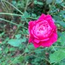 English Florals profil fotoğrafı