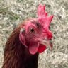 Profilbild von NicKommo-o