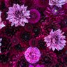 Purple girl 的头像