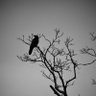 Pájaro de mal agüero... profil fotoğrafı