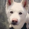 Profilbild von Chimo Inu