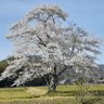 はなまる 的头像