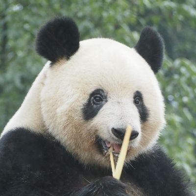 meguxiang's profile picture