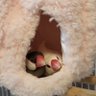 ももぴよ（かぼちゃ軍団） 的头像