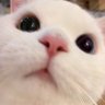 บัตเตอะคุกกี๋ 🧸's profile picture
