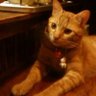 とら's profile picture
