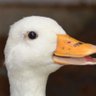 anitaka profil fotoğrafı